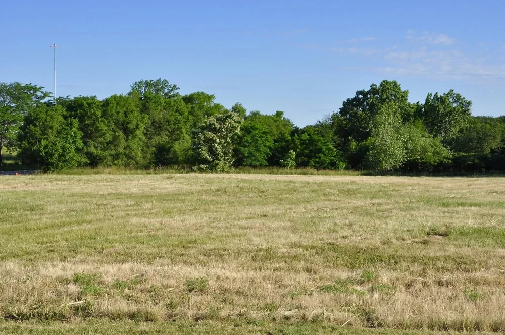 Grassy Field Trees Sky Mclennan County Texas