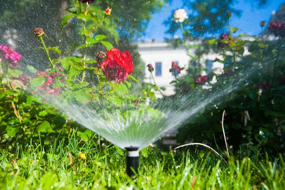 Sprinkler Garden Blooming Flowers Mclennan County Texas