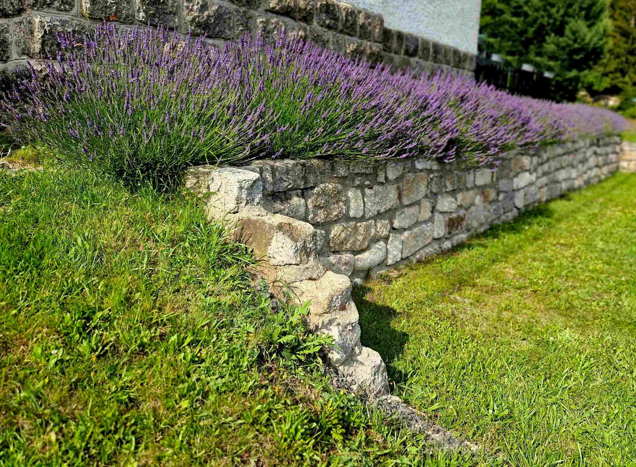 Stone Wall Lavender Landscape Mclennan County Texas