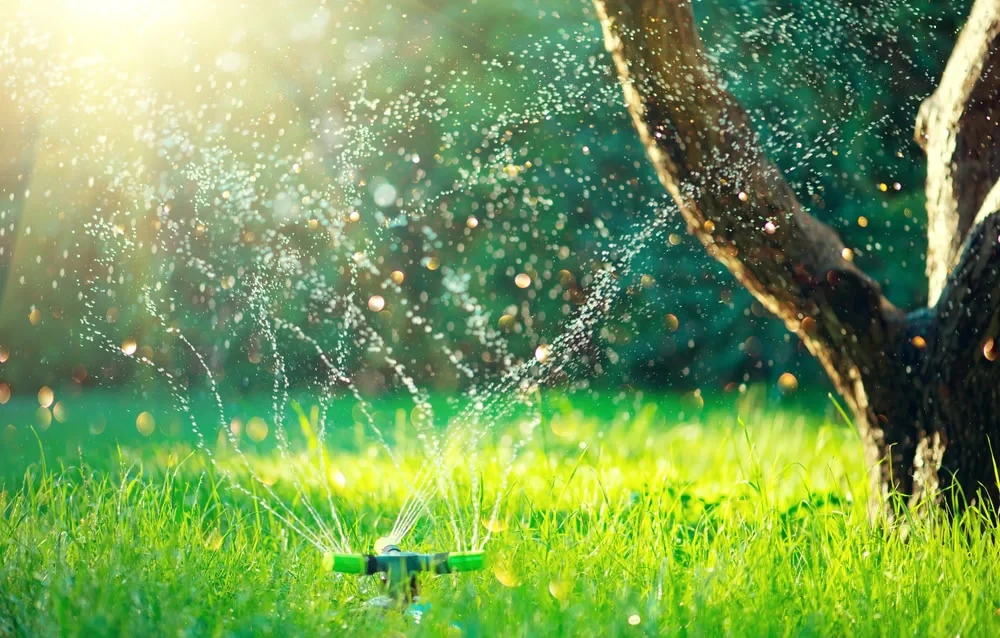 Sunlit Sprinkler Garden Scene Mclennan County Texas