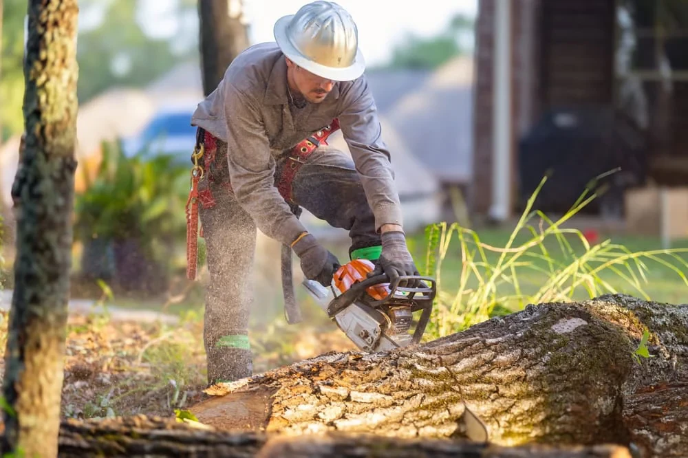 Tree Cutting Professional Action Mclennan County Texas
