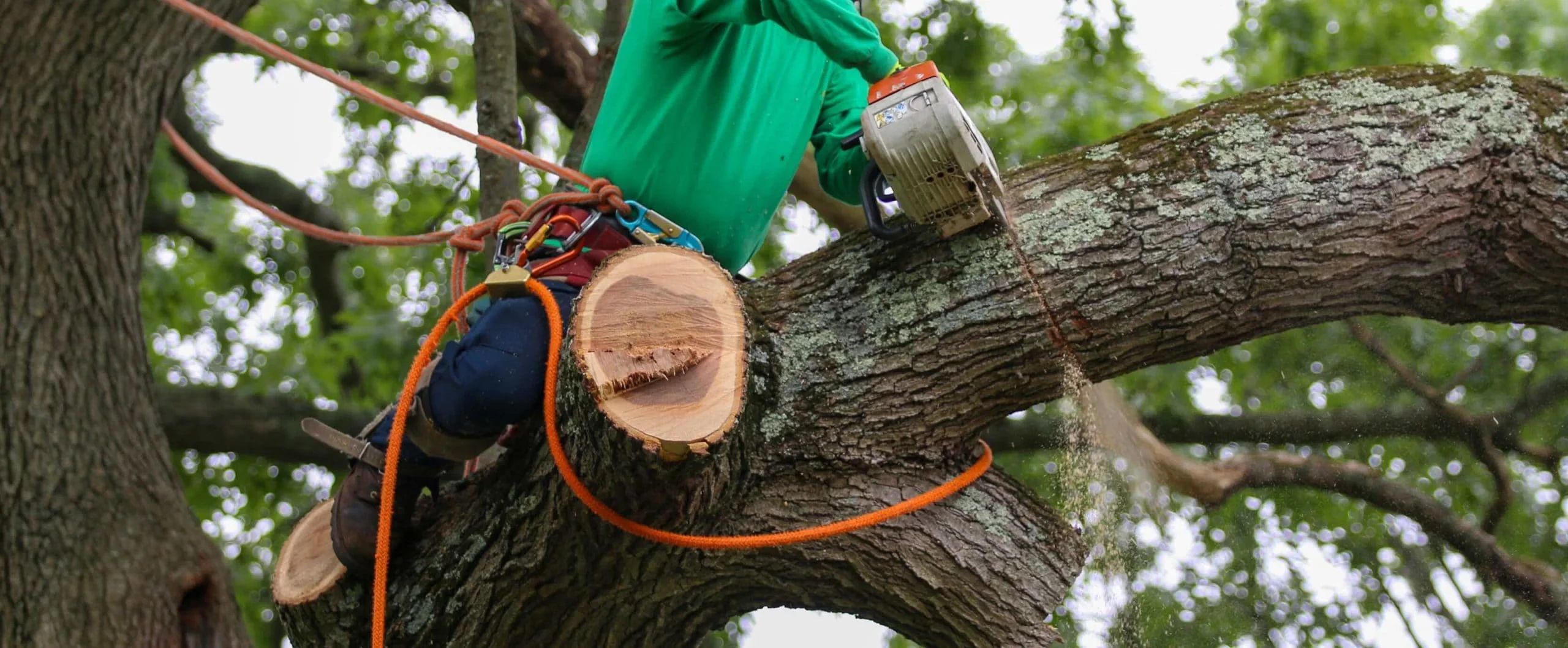 A person in safety gear uses a chainsaw to cut a thick tree branch while secured with ropes high up in a tree—a scene showcasing professional landscaping services in Waco, TX. Sawdust is visible as the branch is being cut.