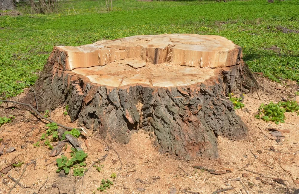 Tree Stump Sawdust Grass Mclennan County Texas
