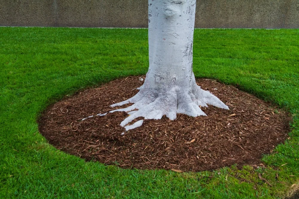 Tree Trunk Mulch Circle Mclennan County Texas
