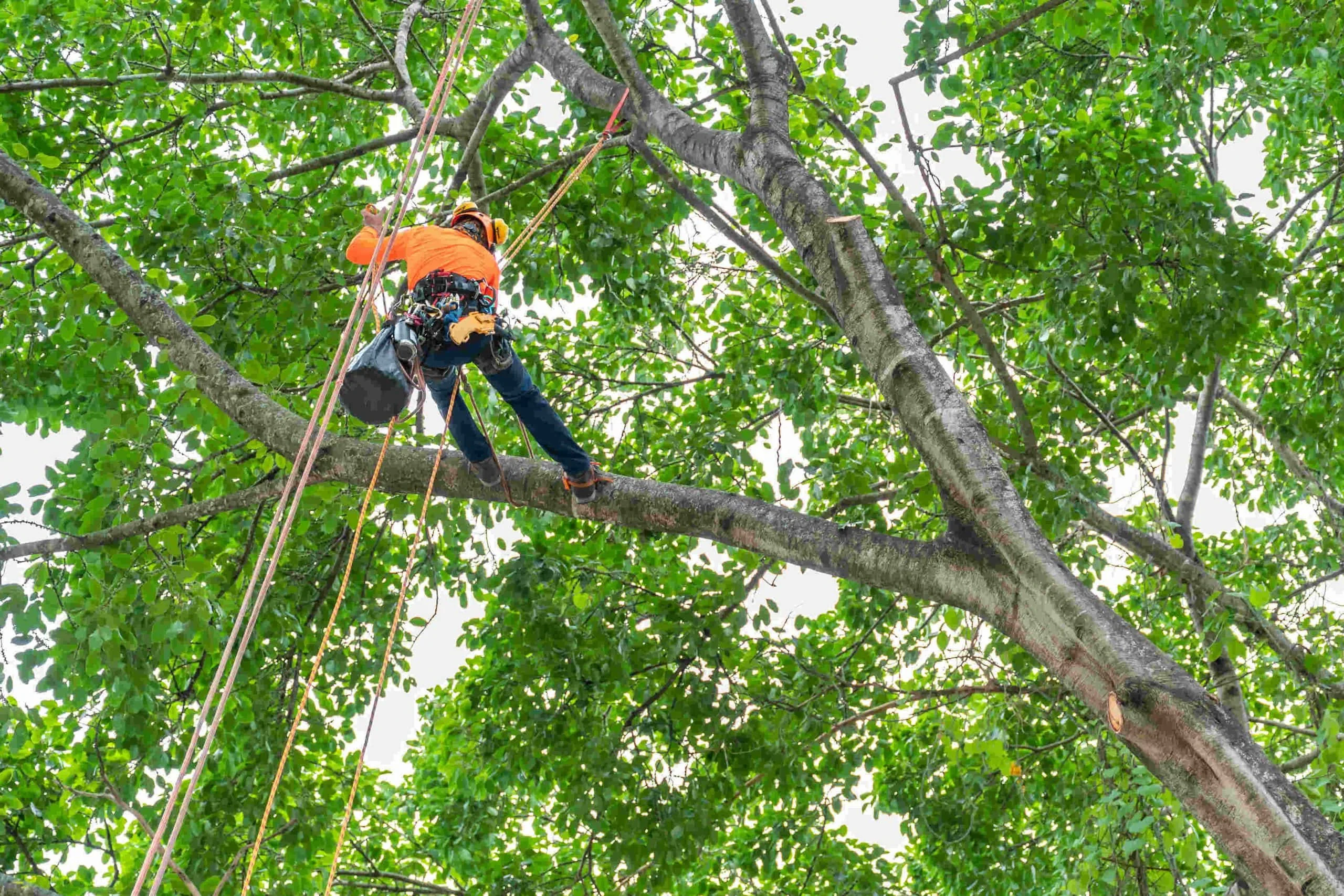 Tree Worker Climbing Branches Mclennan County Texas