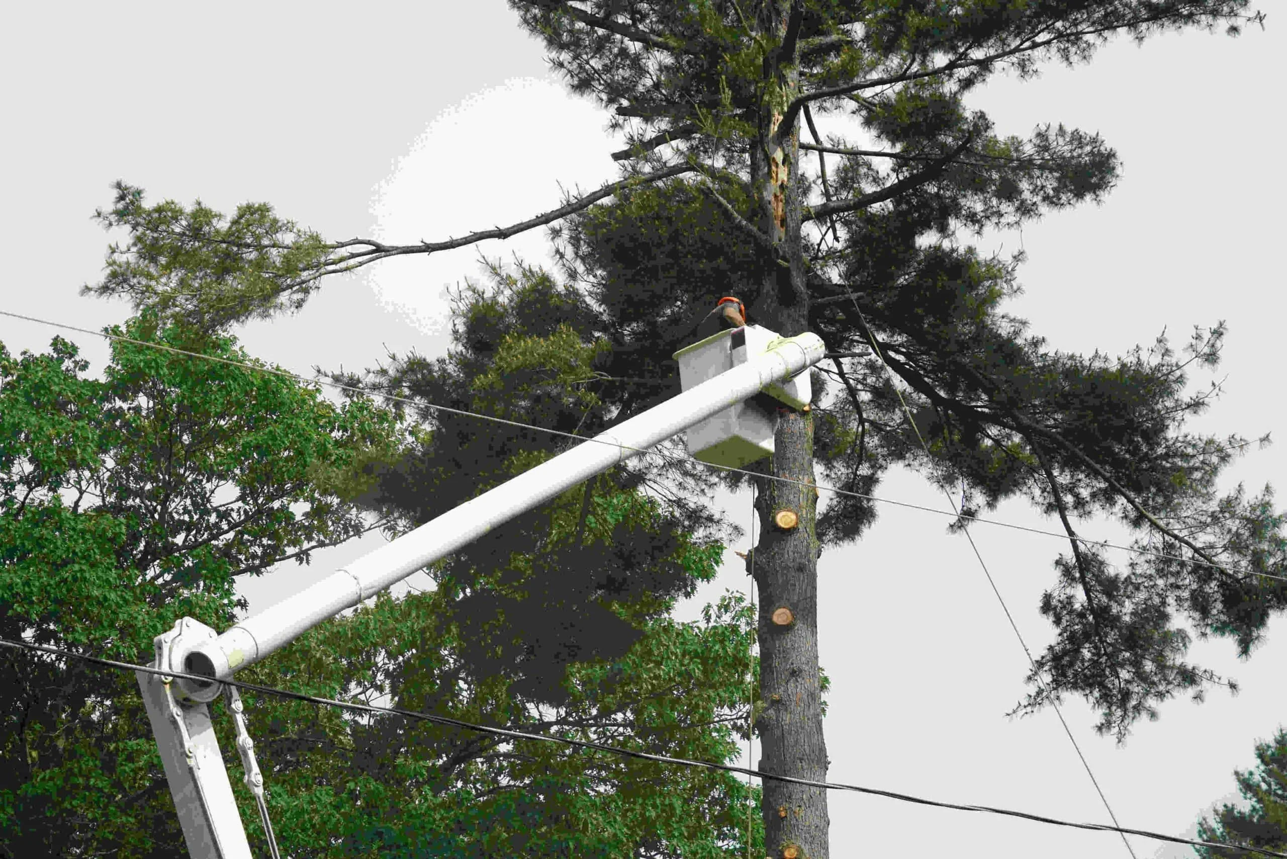Treetrimmingpowerlinesafety Mclennan County Texas