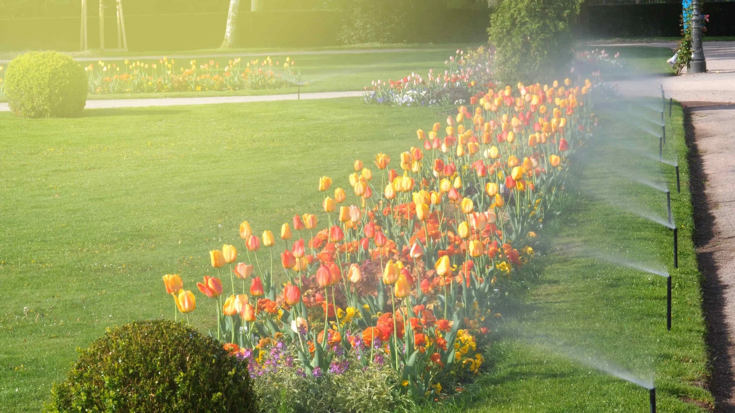 Yellow Orange Tulips Sprinklers Mclennan County Texas