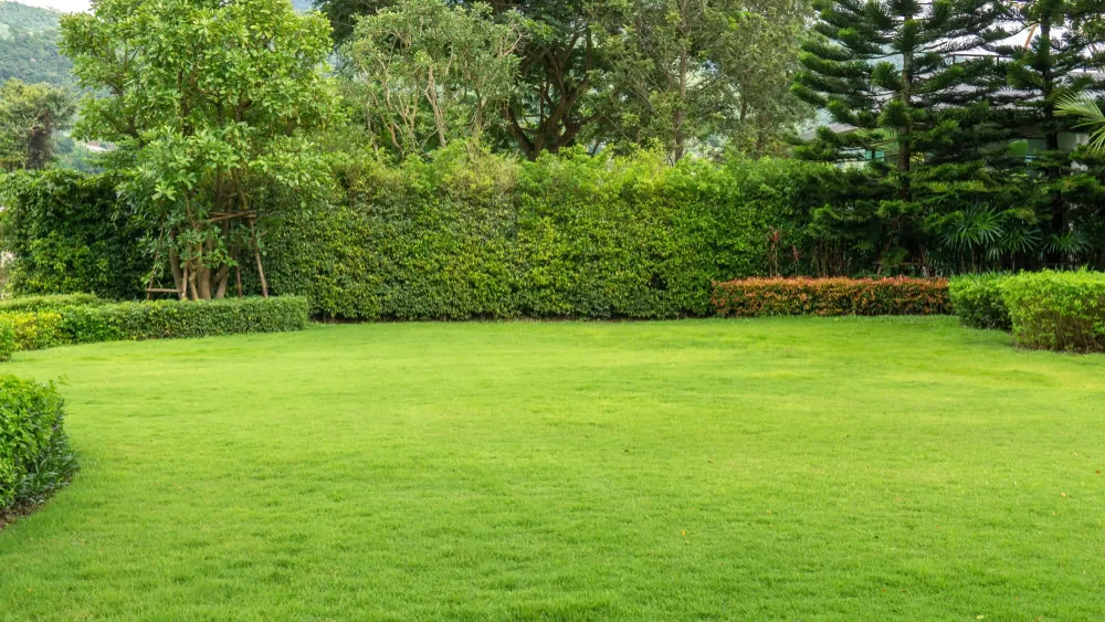 Green Lawn Landscaping Trees Mclennan County Texas