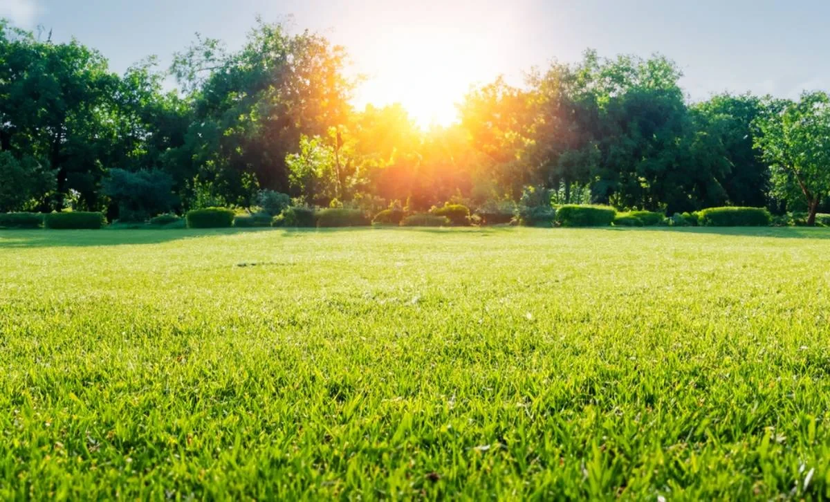 Sunlight Trees Lush Lawn Mclennan County Texas
